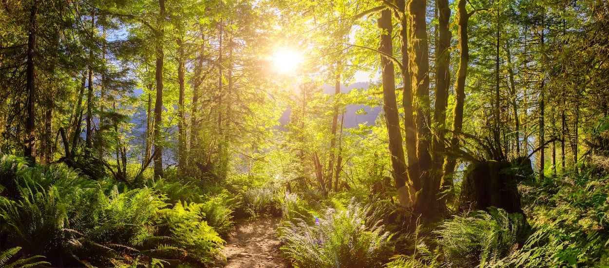Sunlight streaming through a lush green forest
